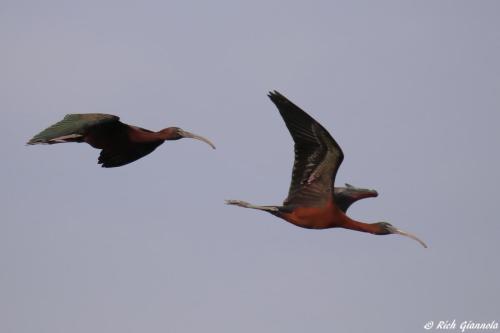 Glossy Ibises