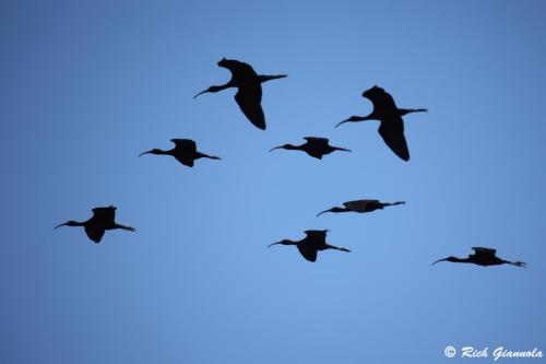 Glossy Ibises