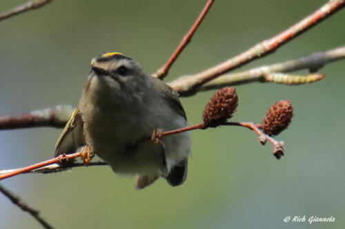 Golden-Crowned Kinglet resting for a moment