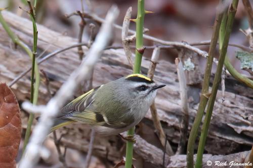 Golden-Crowned Kinglet