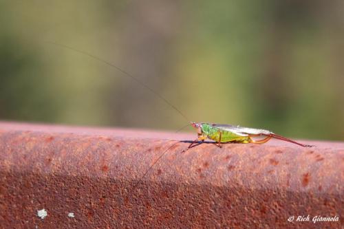 Grasshopper