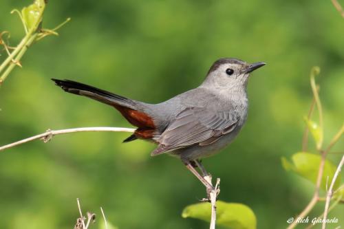 Gray Catbird