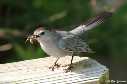 Gray Catbird