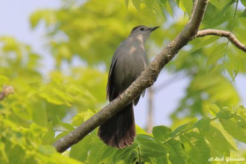 Gray Catbird