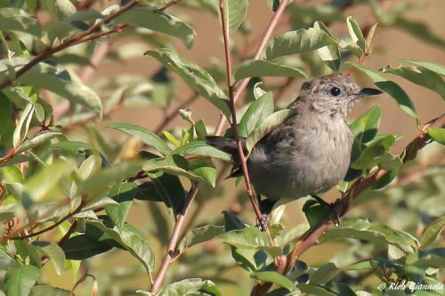 Gray Catbird