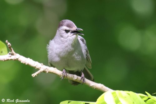 Gray Catbird