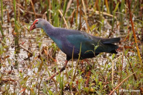 Gray-Headed Swamphen