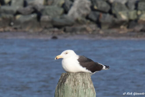 A Great Black-Backed Gull resting up