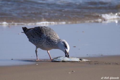 Great Black-Backed Gull