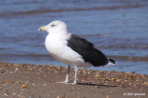 Great Black-Backed Gull