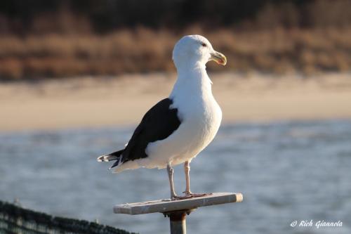 Great Black-Backed Gull