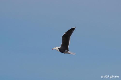 Great Black-Backed Gull