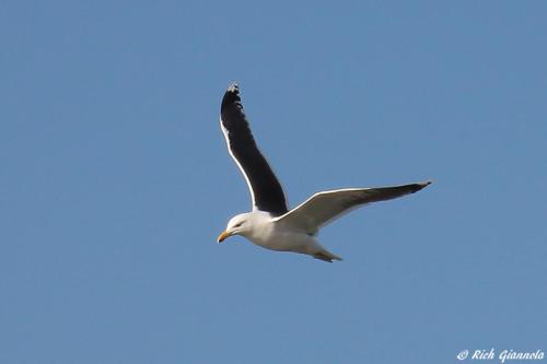 Great Black-Backed Gull