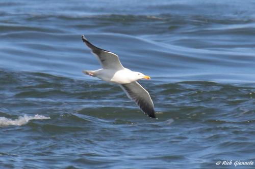 Great Black-Backed Gull