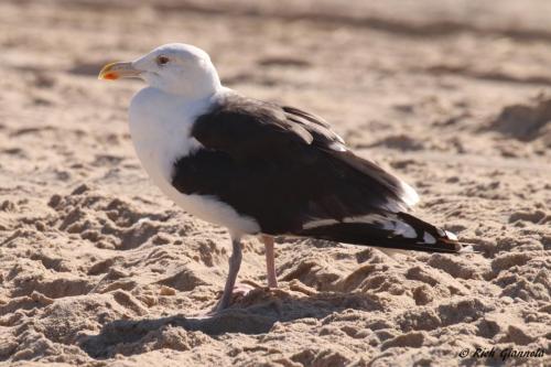 Great Black-Backed Gull