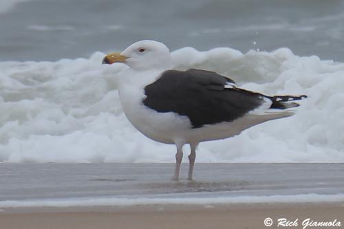 Great Black-Backed Gull