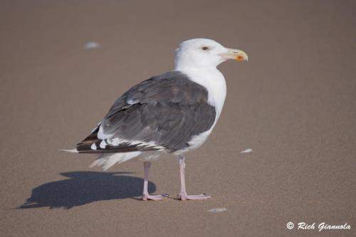 Great Black-Backed Gull