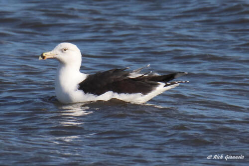 Great Black-Backed Gull