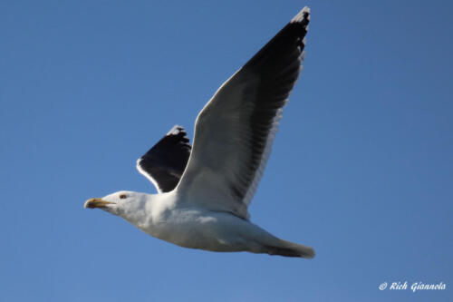 Great Black-Backed Gull