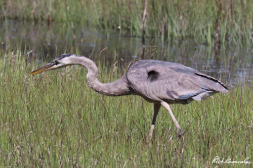 Great Blue Heron stalking