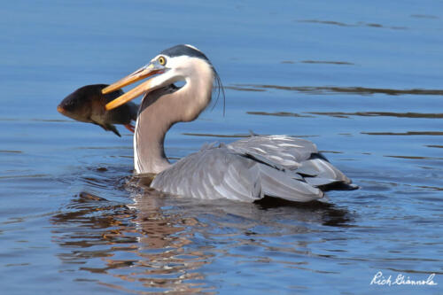 Great Blue Heron speared a fish