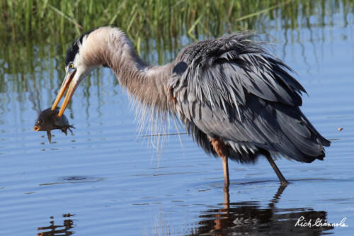 Great Blue Heron speared a fish