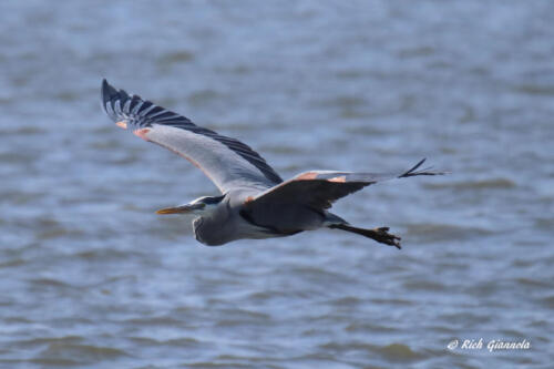 A Great Blue Heron as blue as the water