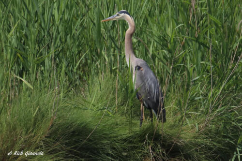 Great Blue Heron taking a rest