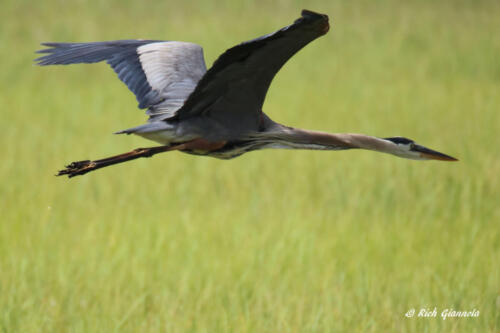 A Great Blue Heron all stretched out