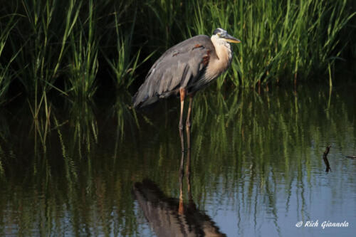 Great Blue Heron waiting for a fish