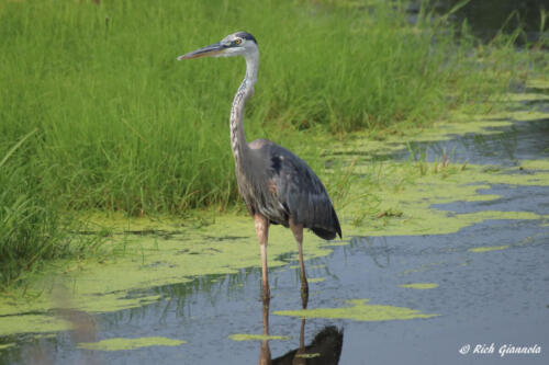 A Great Blue Heron on the lookout