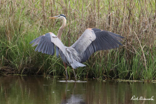 Great Blue Heron landing