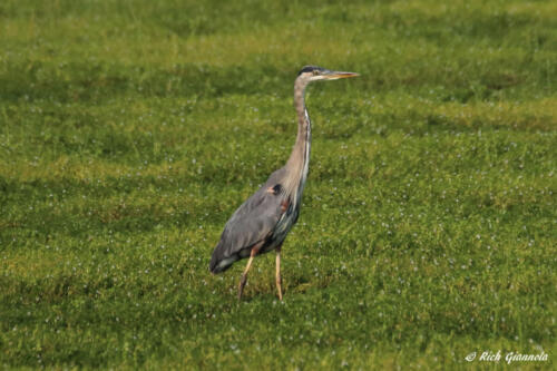 Great Blue Heron on the lookout