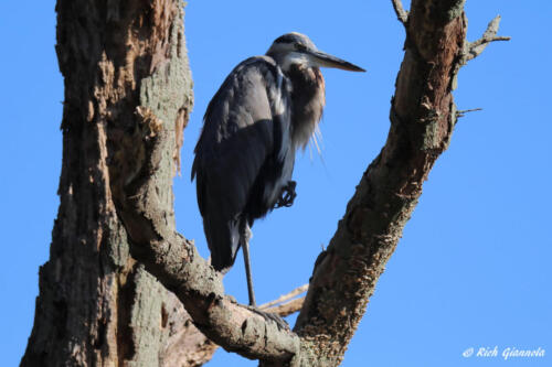 Great Blue Heron looking things over