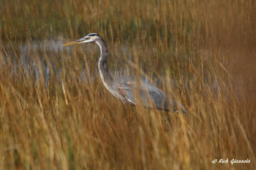 A Great Blue Heron lurking in the reeds