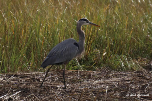 Great Blue Heron walking in the reeds