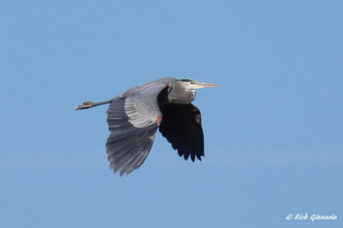 Great Blue Heron on the wing