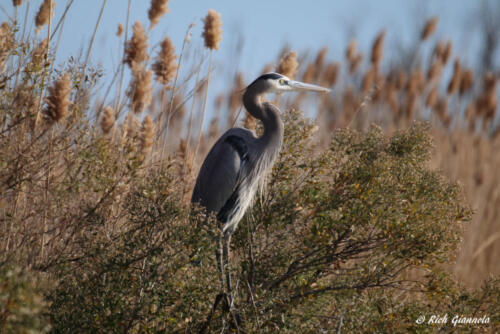 Great Blue Heron checking things out