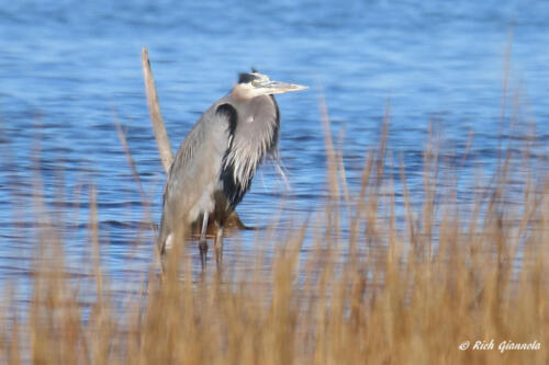 Great Blue Heron scoping it out