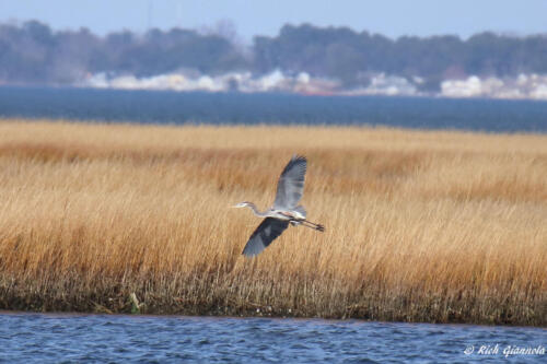 Great Blue Heron swooping by the marsh