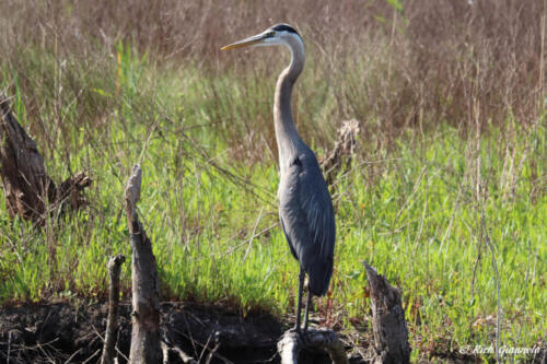 Great Blue Heron lookout