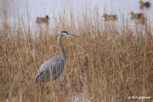 Great Blue Heron