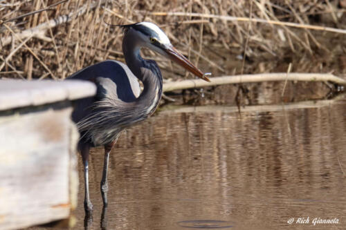 Great Blue Heron