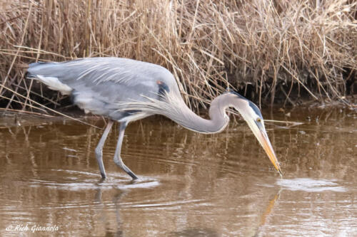 Great Blue Heron