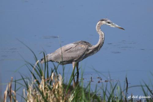 Great Blue Heron