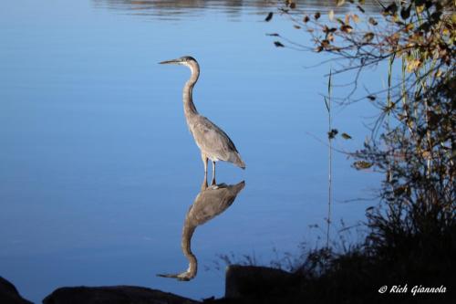 Great Blue Heron