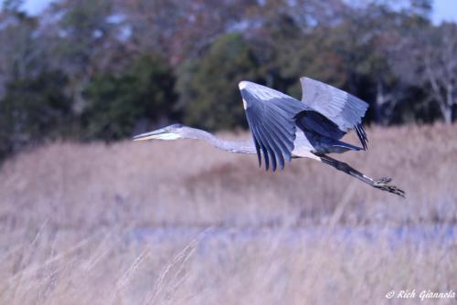 Great Blue Heron