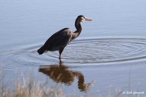 Great Blue Heron