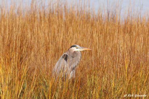 Great Blue Heron