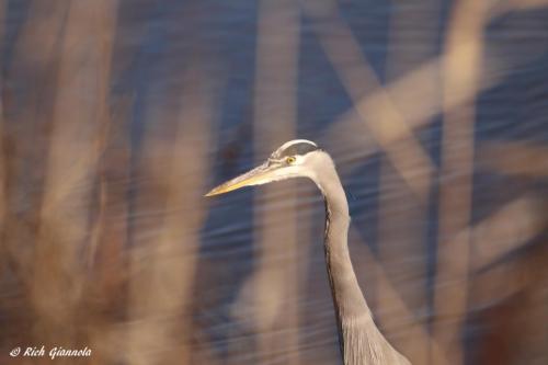 Great Blue Heron